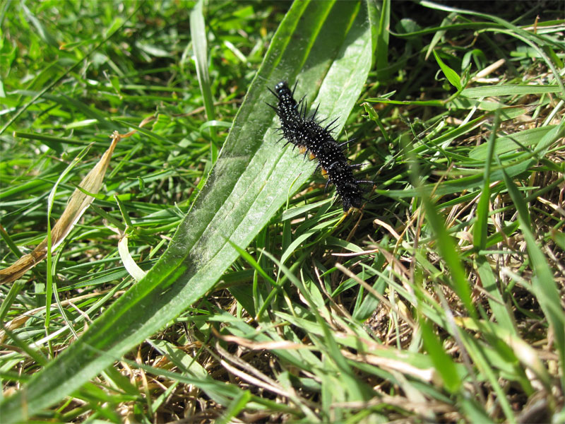 peacock caterpillar