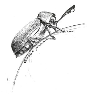 Drawing of Woodworm in The Fork's Tale, as Narrated by Itself